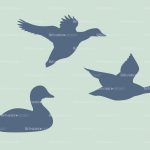 ducks