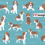 dogs