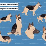 dogs