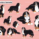 dogs