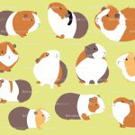 hamsters
