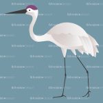 crane