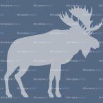 reindeer