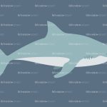 shark