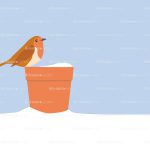 robin