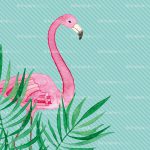 flamingos
