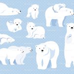 white bears