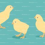 chicks